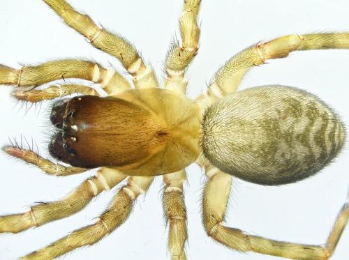 Réf. 218 872 : Amaurobius erberi